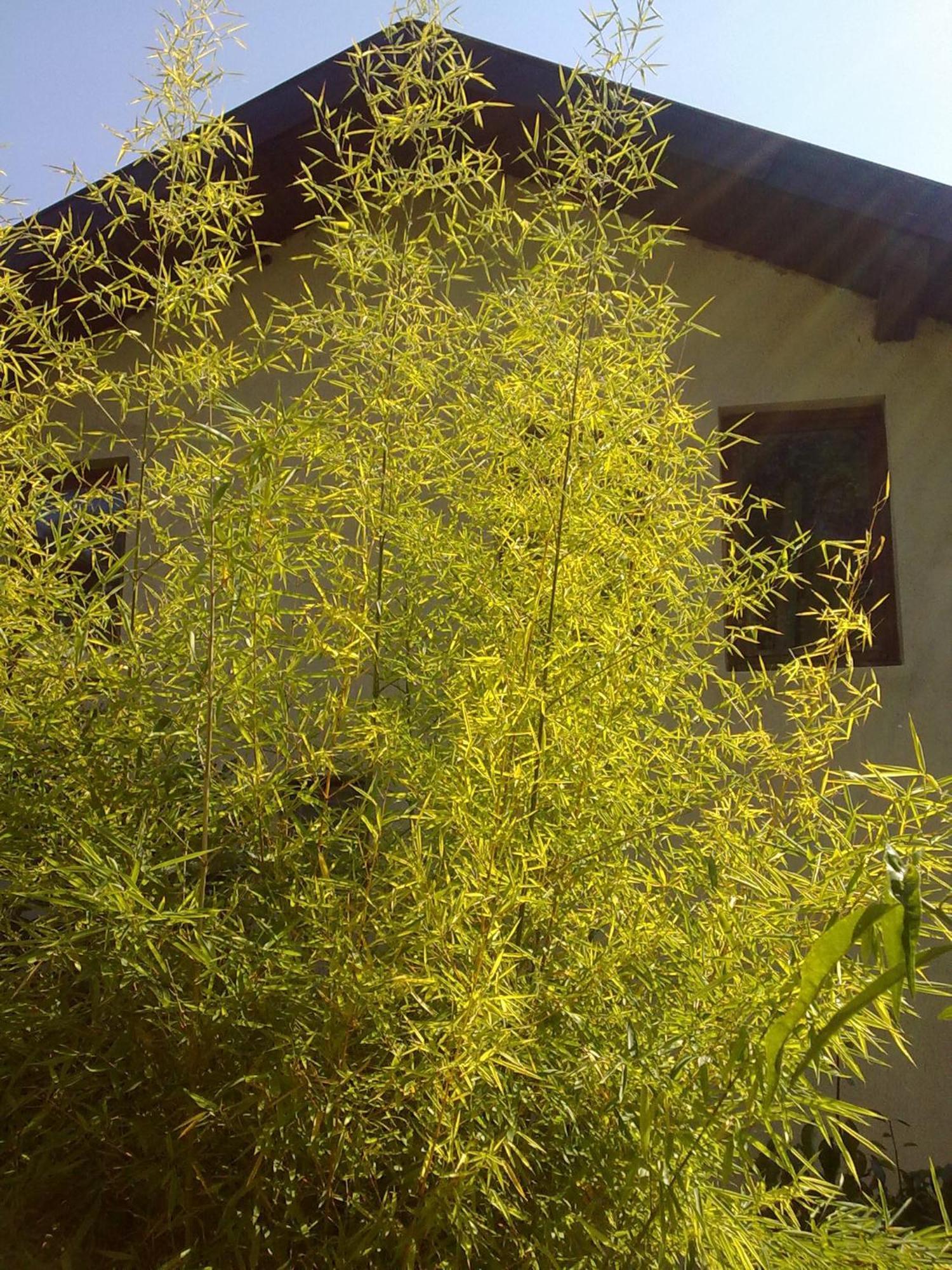 Villa Elfi غولدن ساندز المظهر الخارجي الصورة